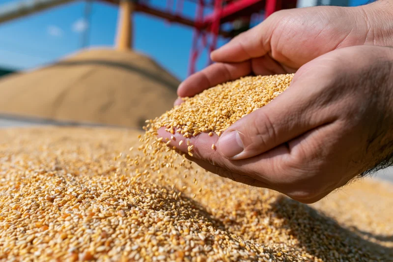 Hands cupping golden wheat grains over a large pile in a farm storage area under sunlight