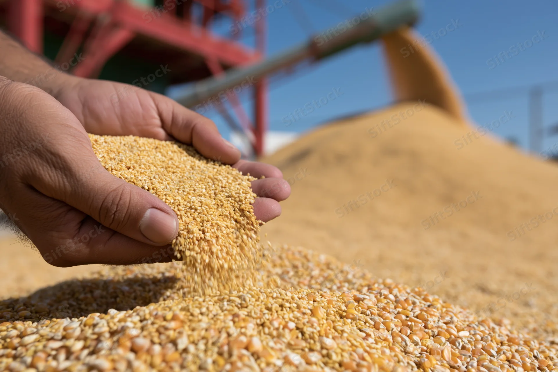 Hands cupping and pouring corn kernels over a large pile of grain at an outdoor agricultural processing site