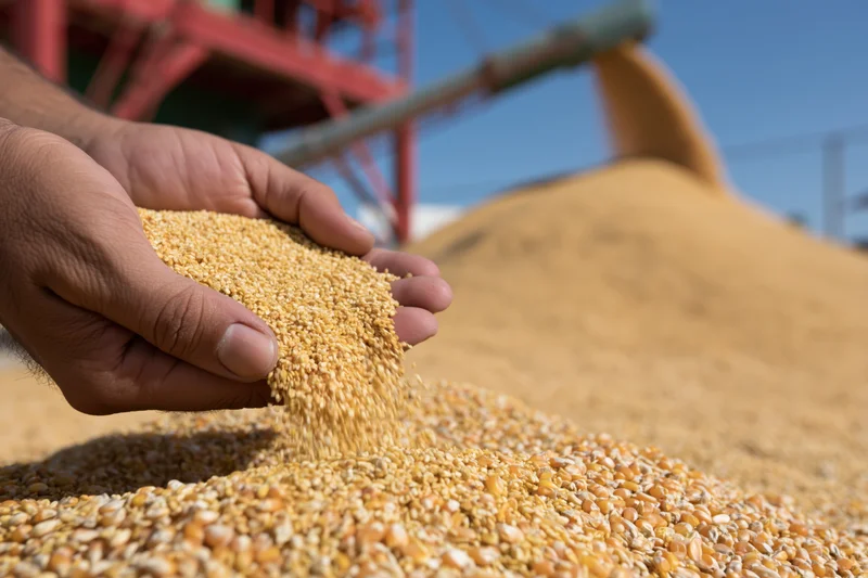 Hands cupping and pouring corn kernels over a large pile of grain at an outdoor agricultural processing site