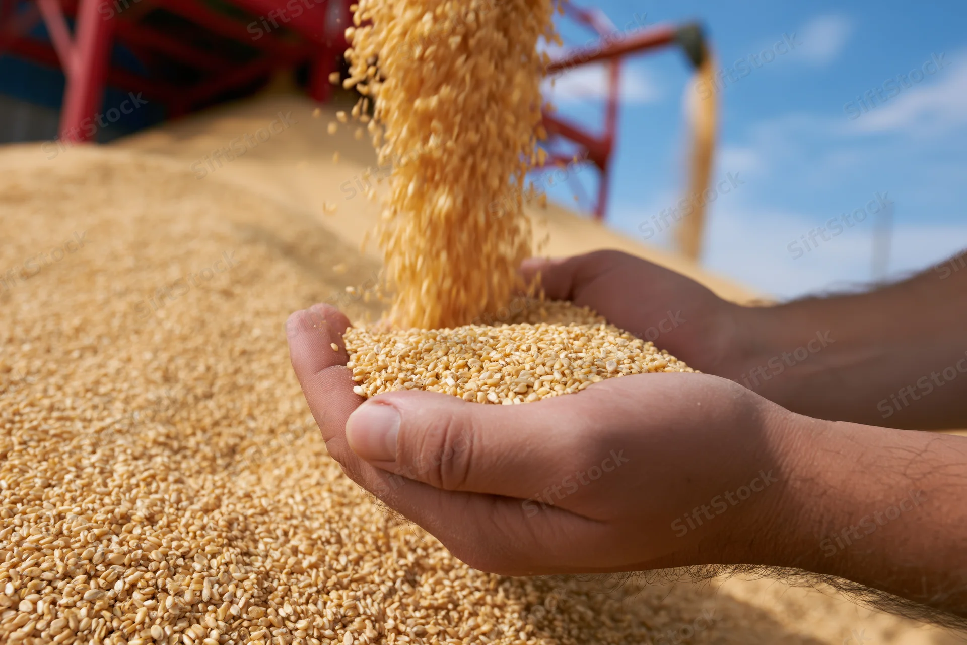 Hands cupping flowing wheat grains in a field near a grain silo