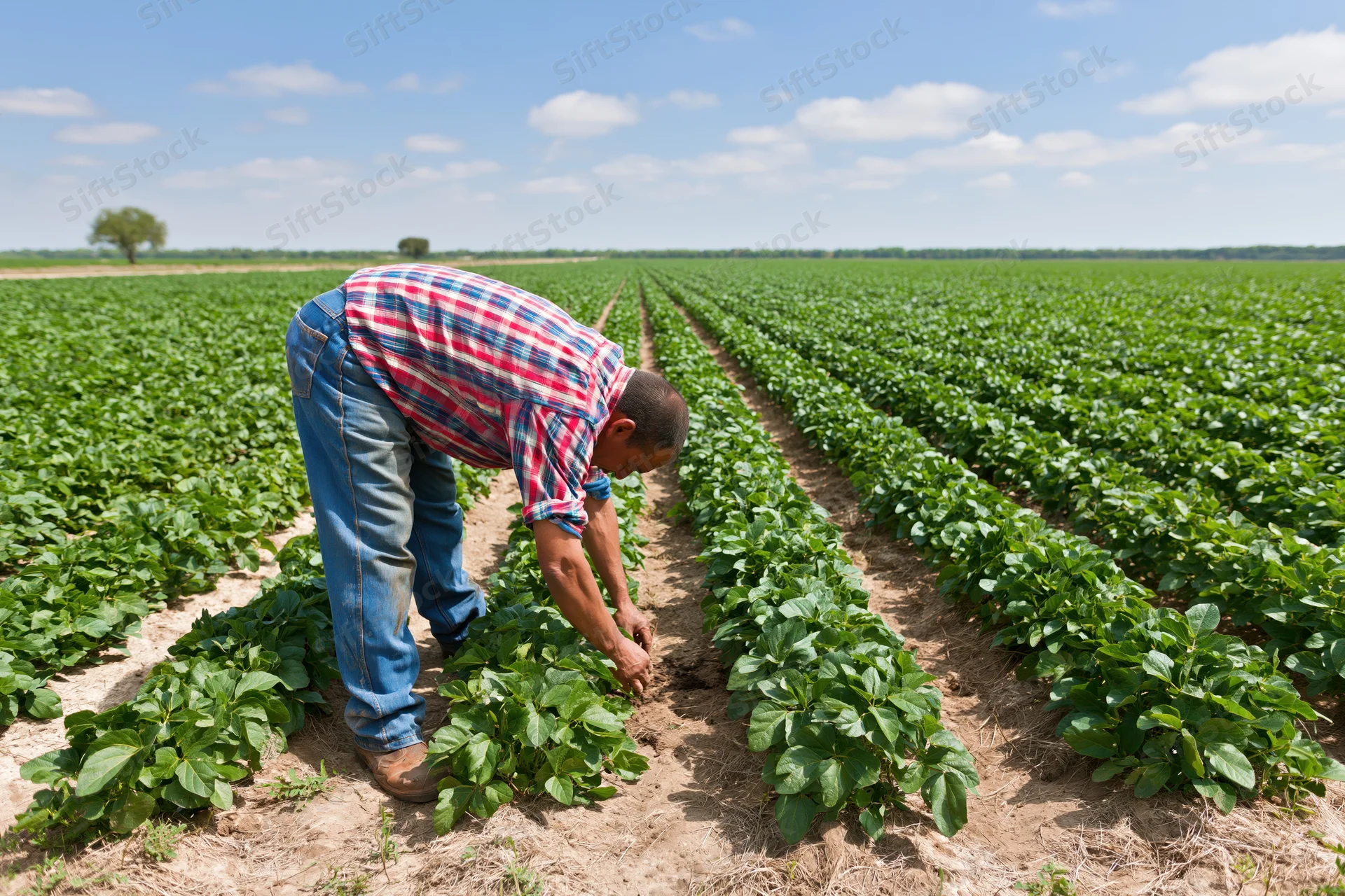 Farmer bending over to tend soybean plants in a vast green field under a blue sky