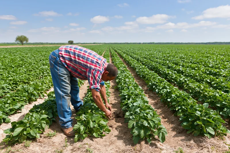 Farmer bending over to tend soybean plants in a vast green field under a blue sky