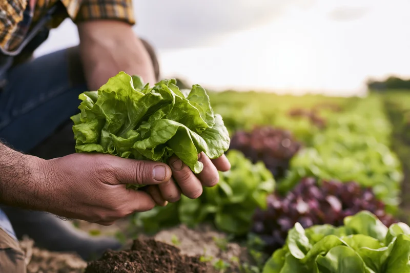 Farmer holding freshly harvested lettuce in a sunlit field