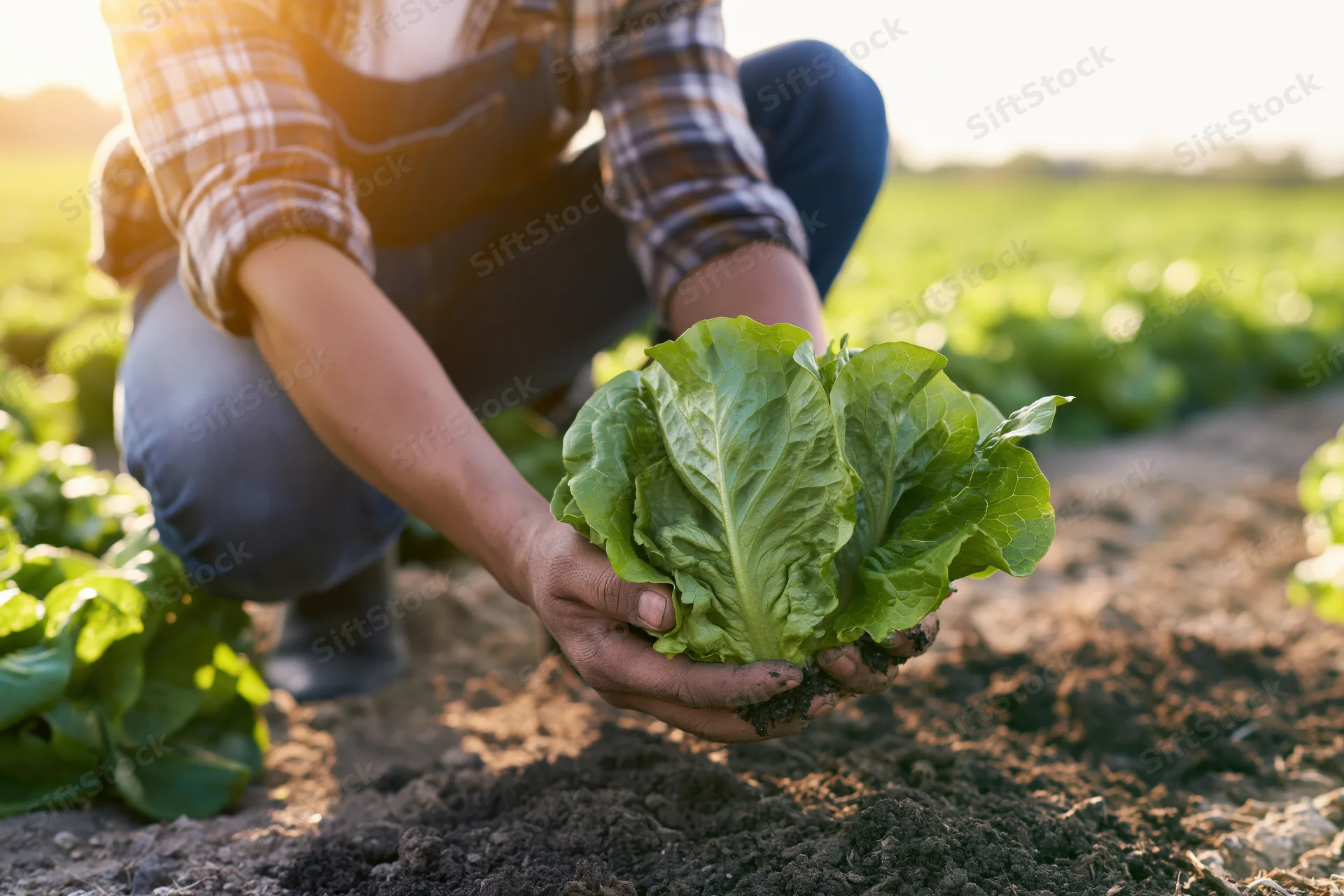 Farmer crouching in a field holding a freshly harvested lettuce head in his hands