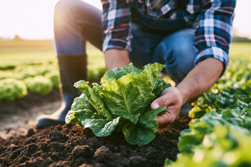 Farmer crouching in a field inspecting fresh lettuce plants in soil during daylight