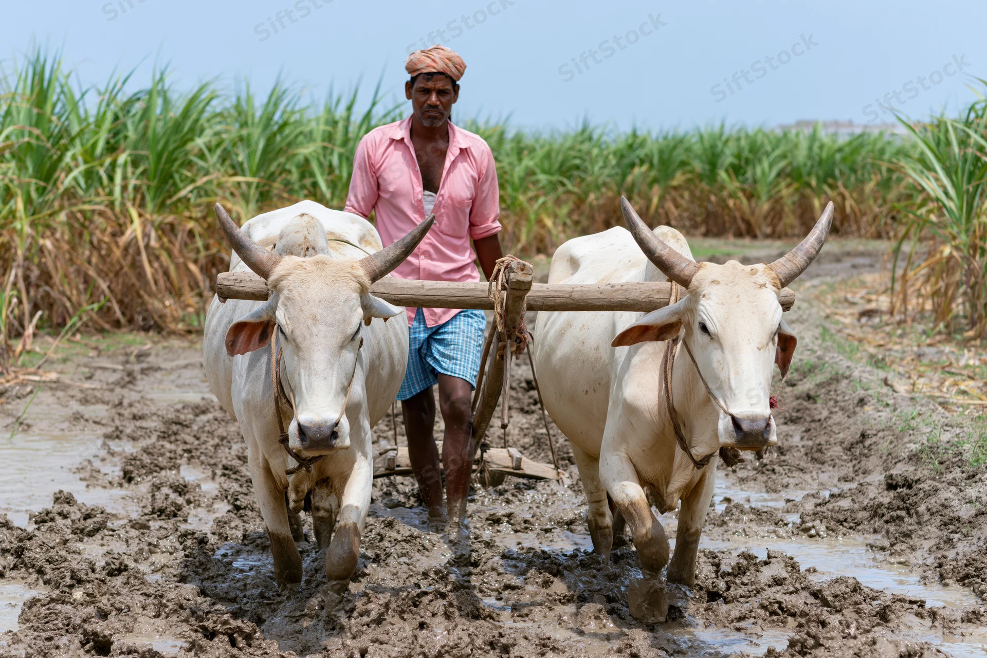 Farmer guiding two oxen pulling a plow through muddy sugarcane field