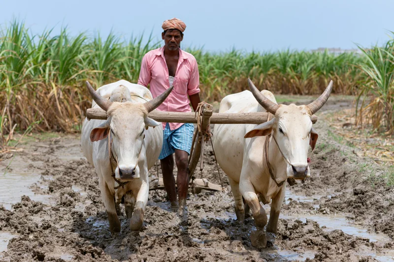 Farmer guiding two oxen pulling a plow through muddy sugarcane field