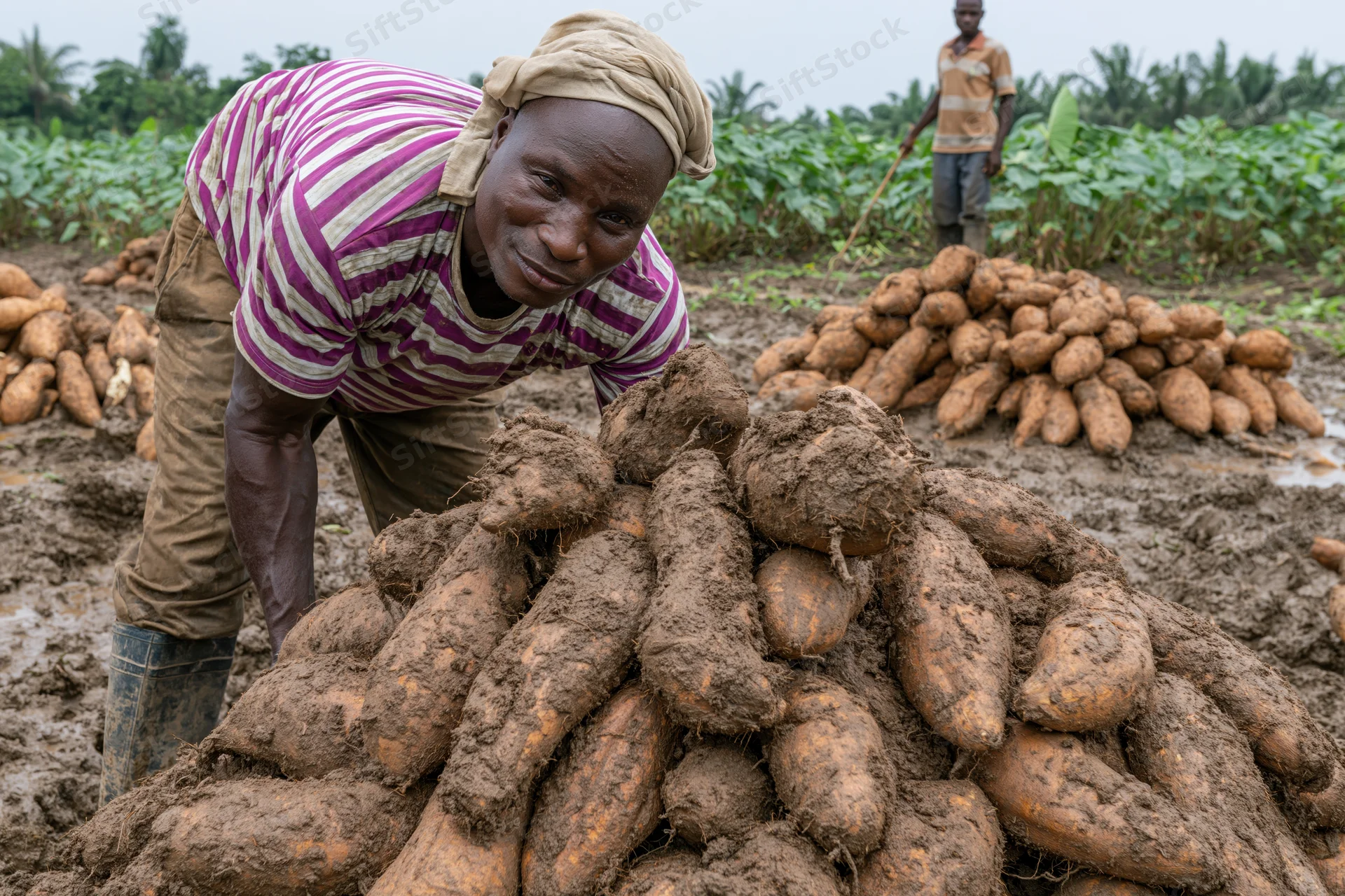Man harvesting yams in a muddy field with piles of root crops around him