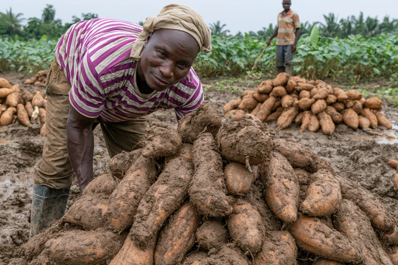 Man harvesting yams in a muddy field with piles of root crops around him