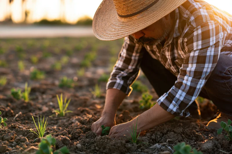 Farmer planting seedlings in a field at sunset