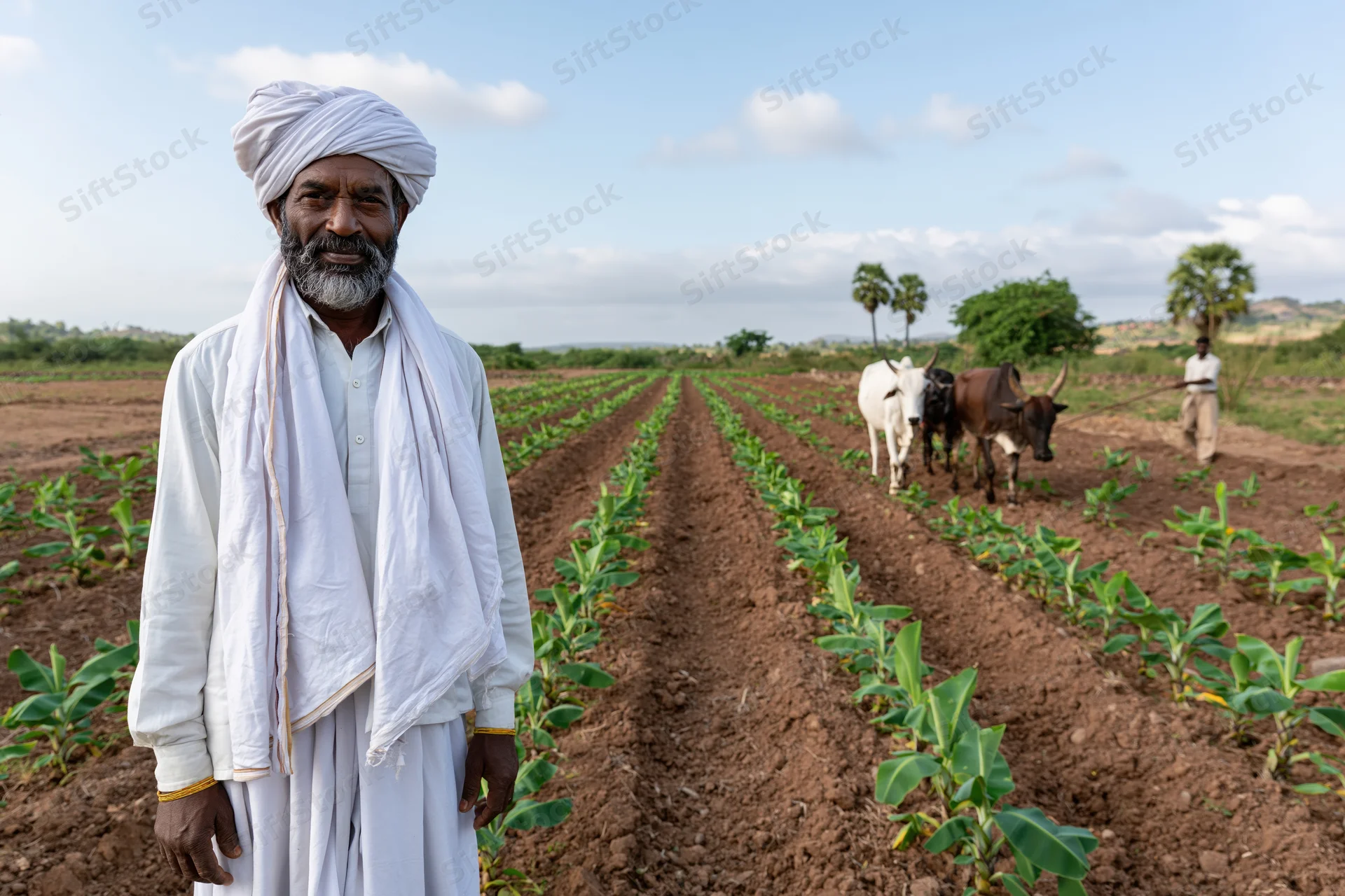 Farmer in white traditional clothing standing in a banana field with oxen in the background