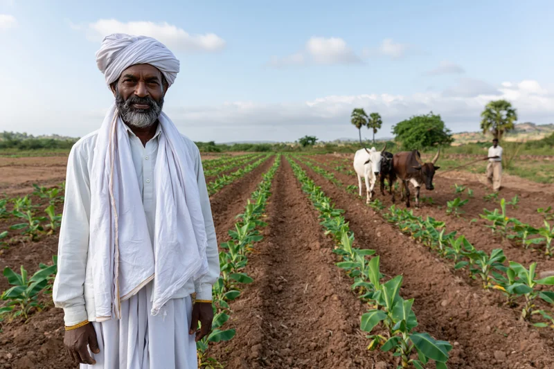 Farmer in white traditional clothing standing in a banana field with oxen in the background