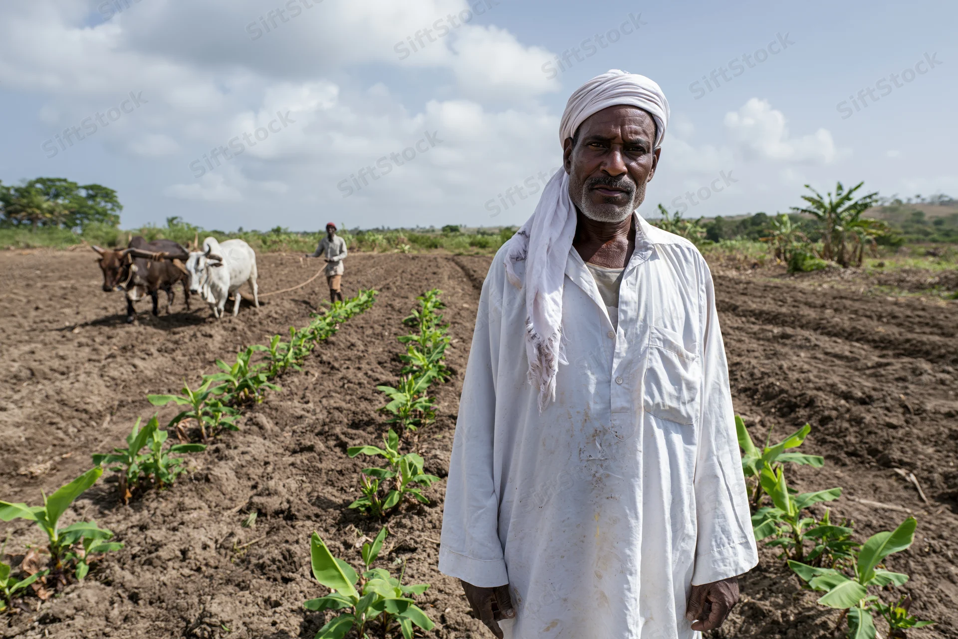 Senior male farmer in white traditional clothing standing in a banana field with oxen plowing in the background