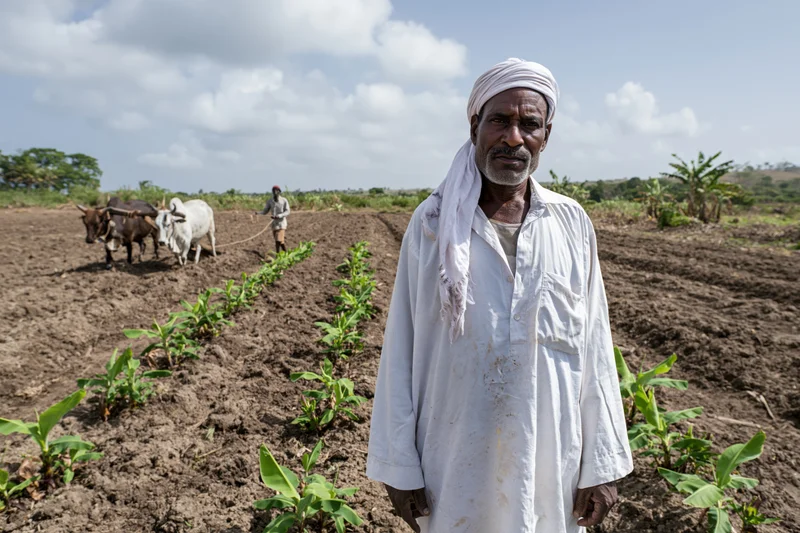 Senior male farmer in white traditional clothing standing in a banana field with oxen plowing in the background