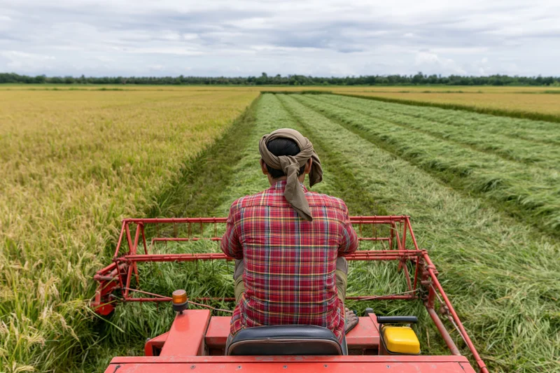 Farmer operating a red harvester in a rice field, viewed from behind, cutting rows of golden and green crops under an overcast sky