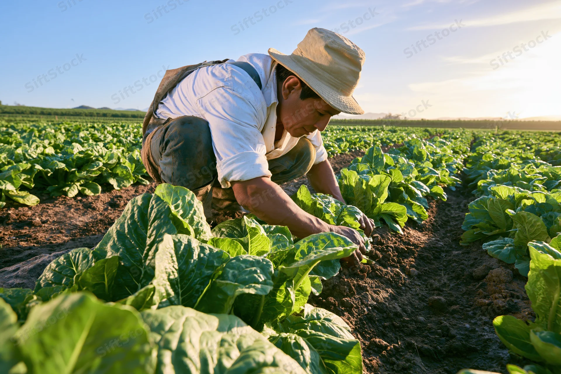 Farmer tending lettuce plants in a field during daylight