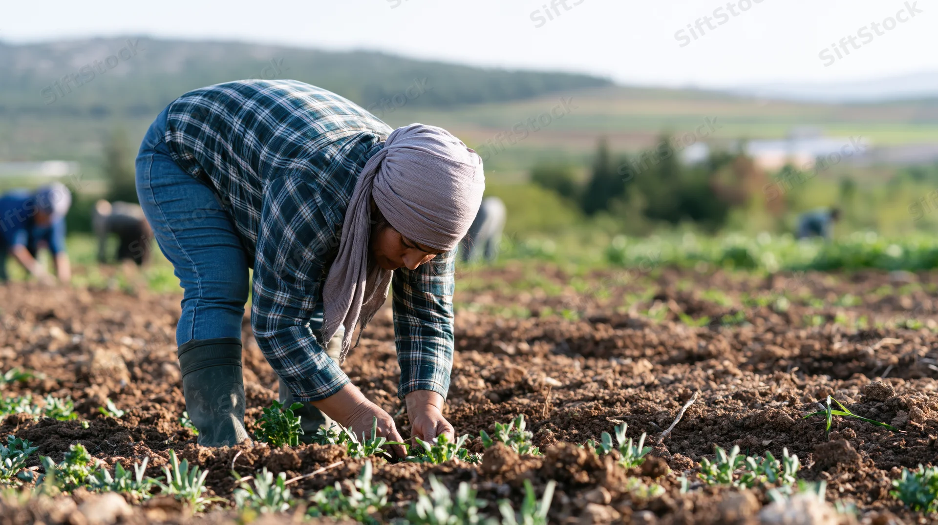 Woman farmer planting seedlings in a field during daylight