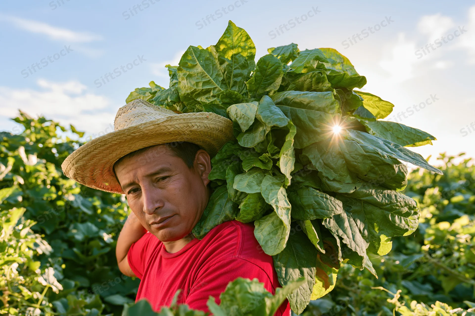 Man carrying bundle of tobacco leaves on shoulder in field