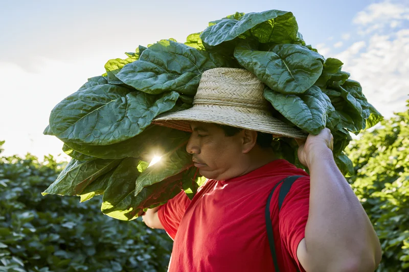 Farmer carrying bundle of leafy greens on shoulder in field under sunlight