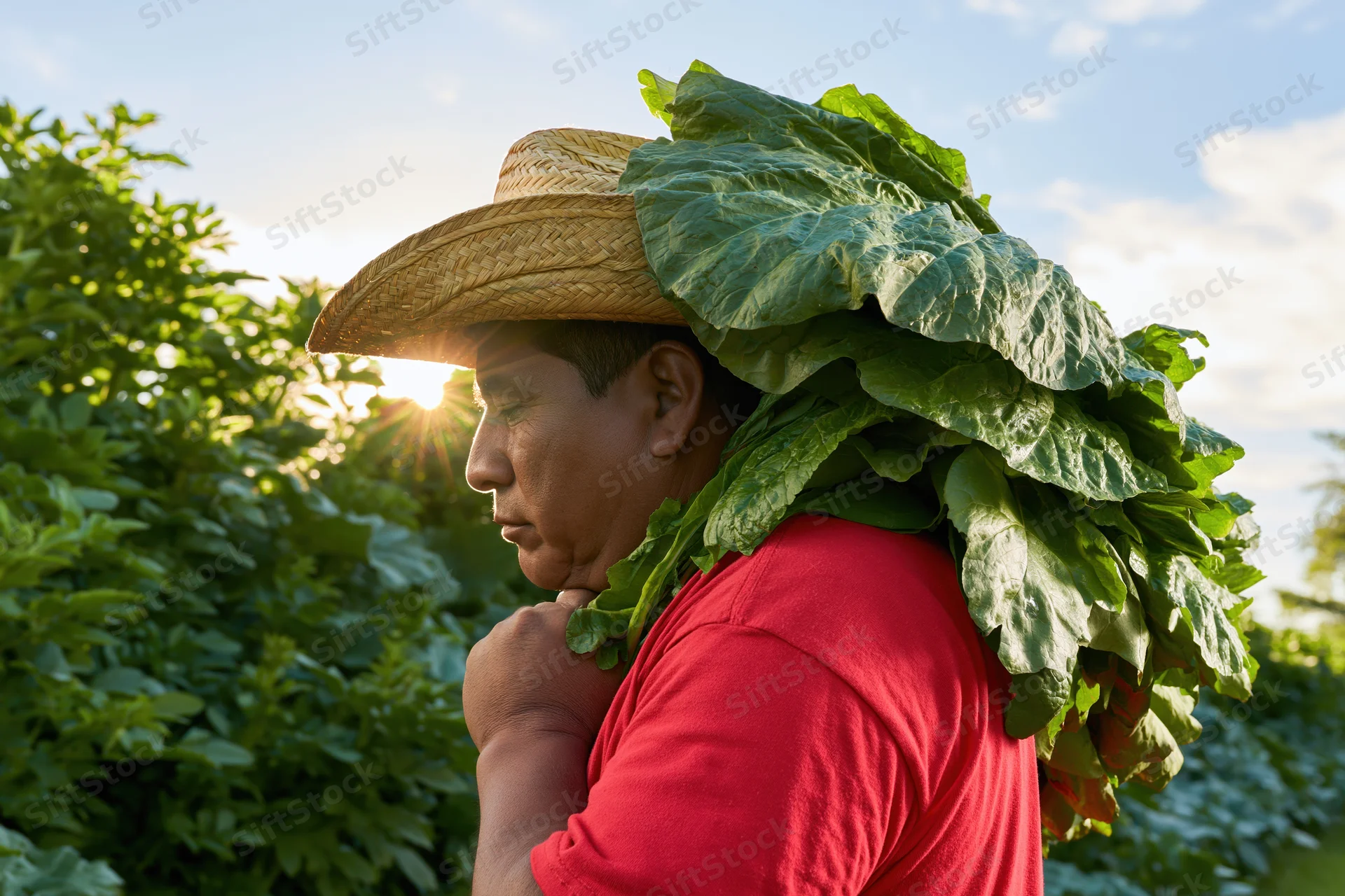 Farmer carrying harvested lettuce on shoulder in field at sunrise