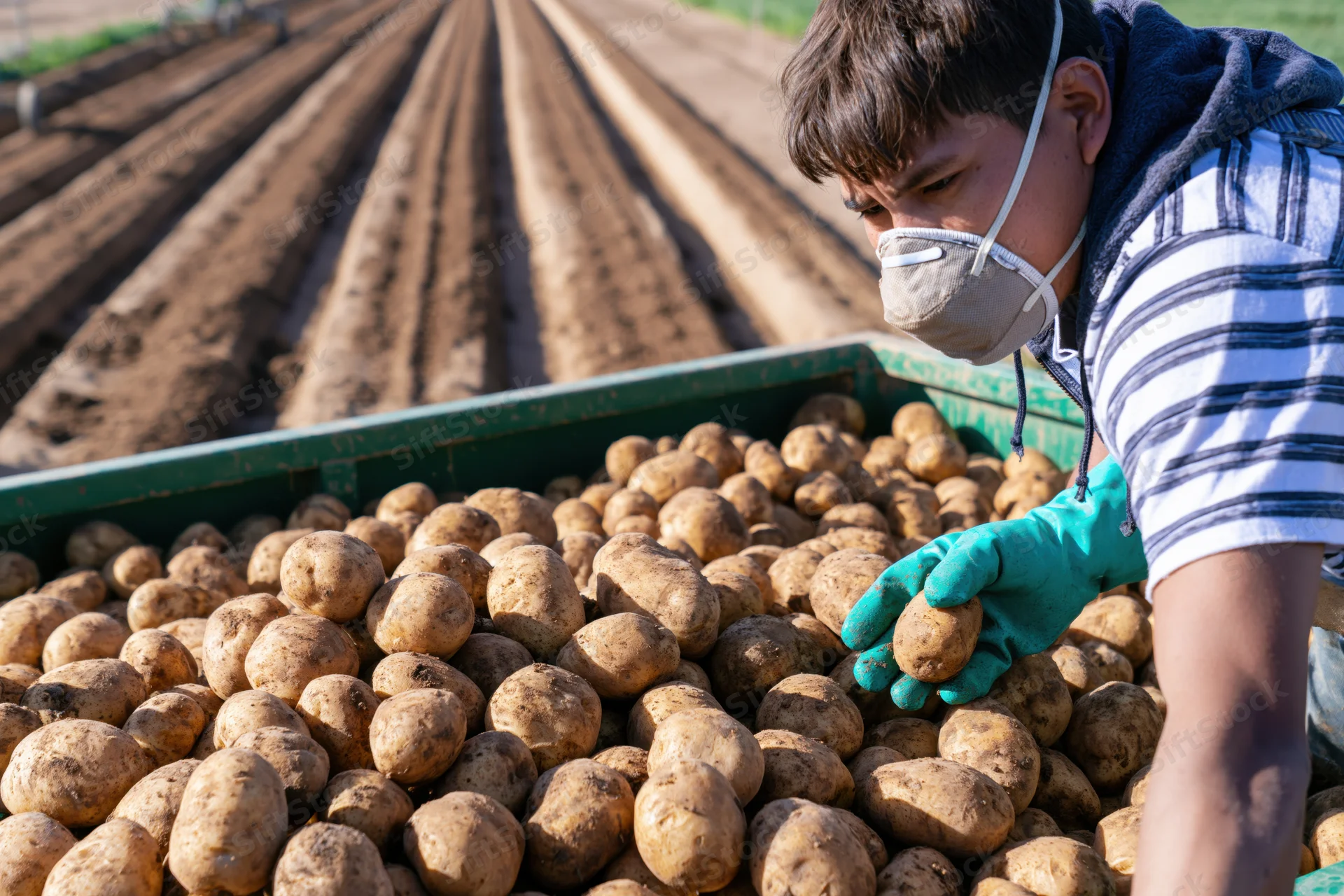 Young farmworker sorting potatoes in a field bin during harvest