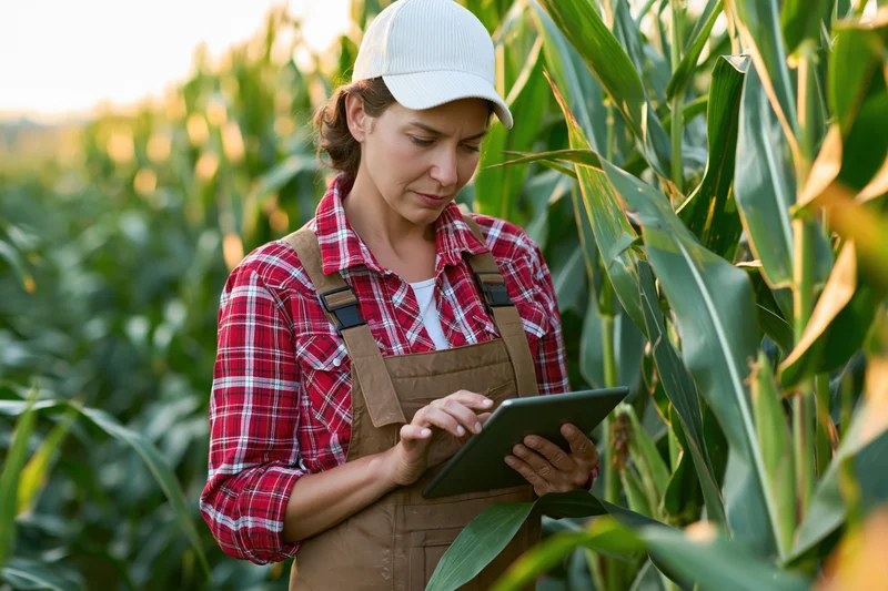 Woman farmer using tablet in cornfield during daytime