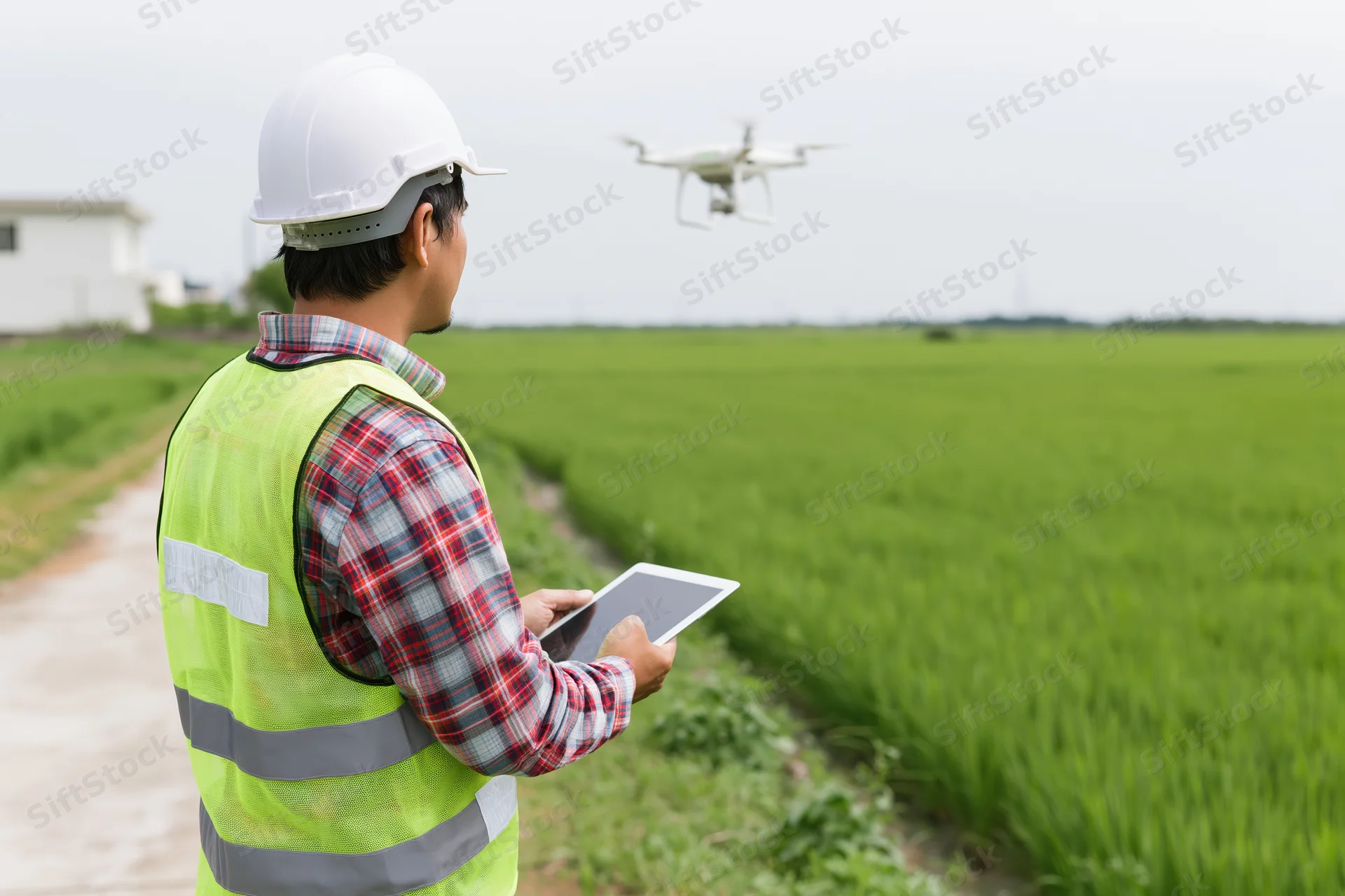 Technician operating drone with tablet in rice field