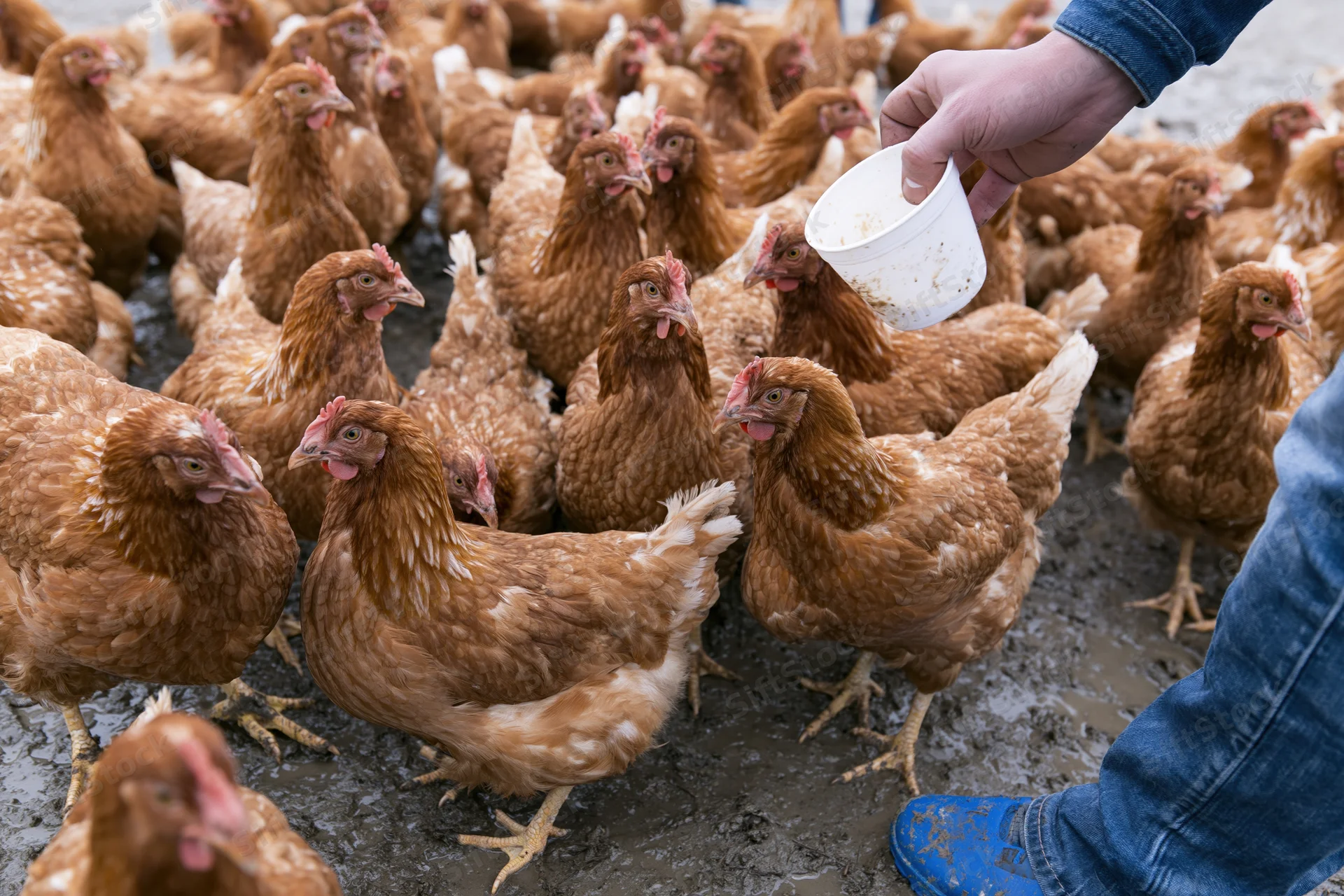 Farmer feeding a flock of brown chickens on a muddy farm ground