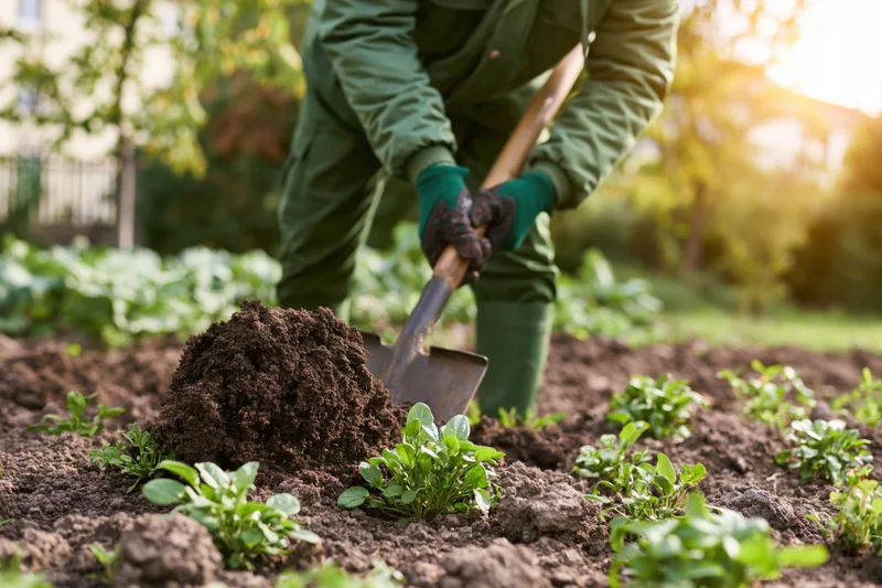 Gardener digging soil with shovel in vegetable garden