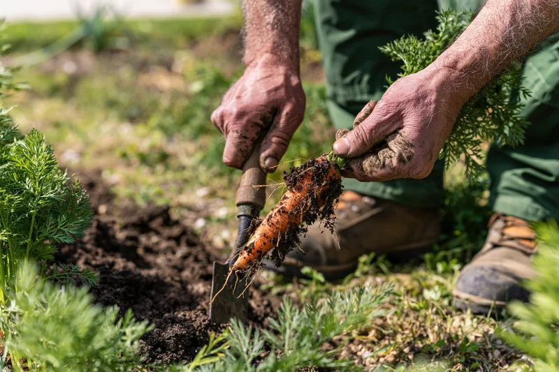 Man pulling a carrot from the soil in a garden with a trowel