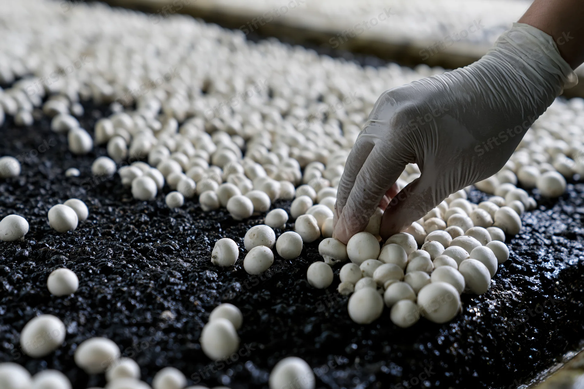 Gloved hand harvesting white mushrooms from a dark substrate tray in a controlled farm environment