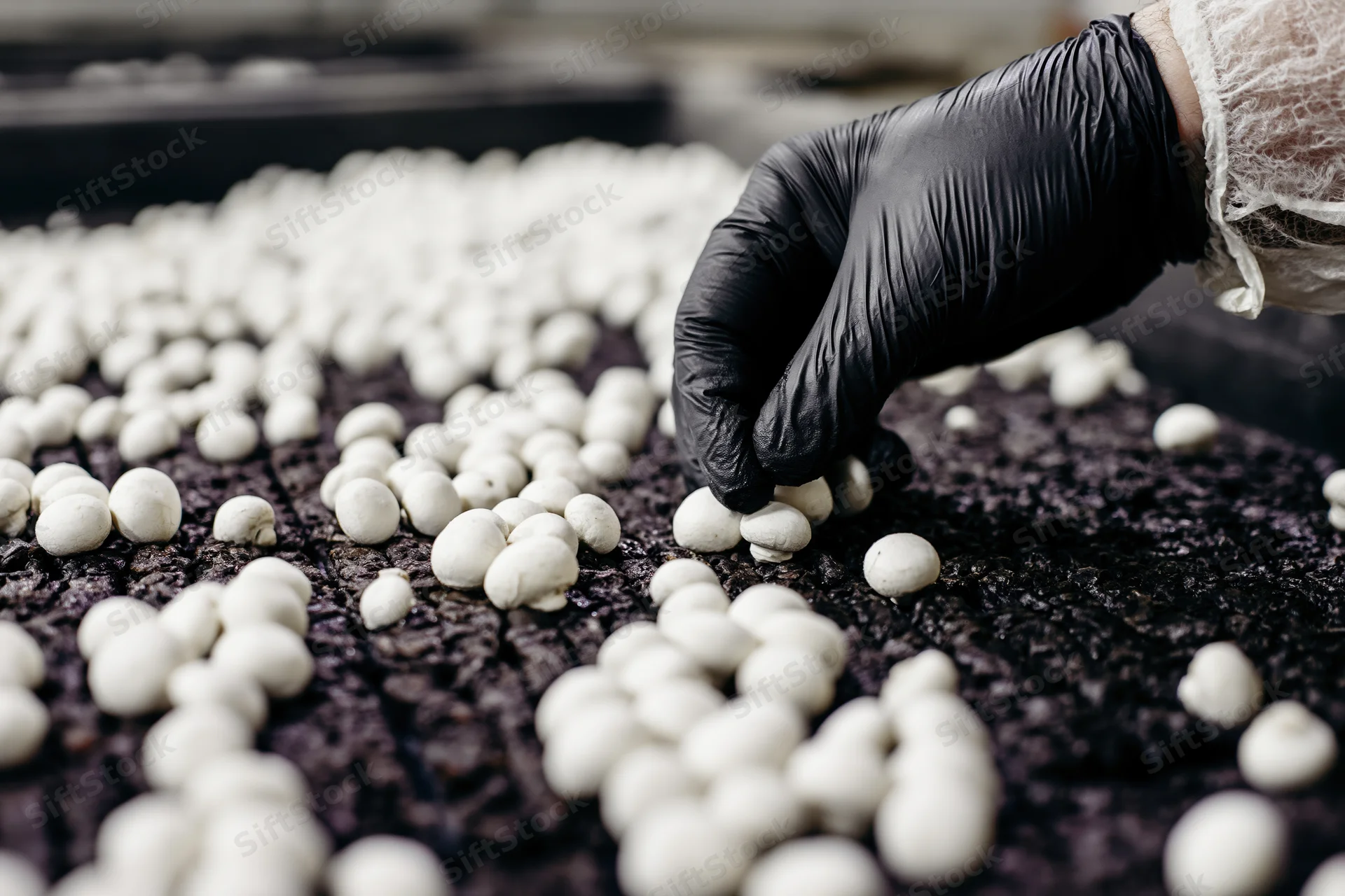 Gloved hand harvesting white mushrooms from dark substrate in indoor farm