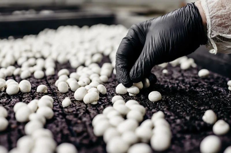 Gloved hand harvesting white mushrooms from dark substrate in indoor farm