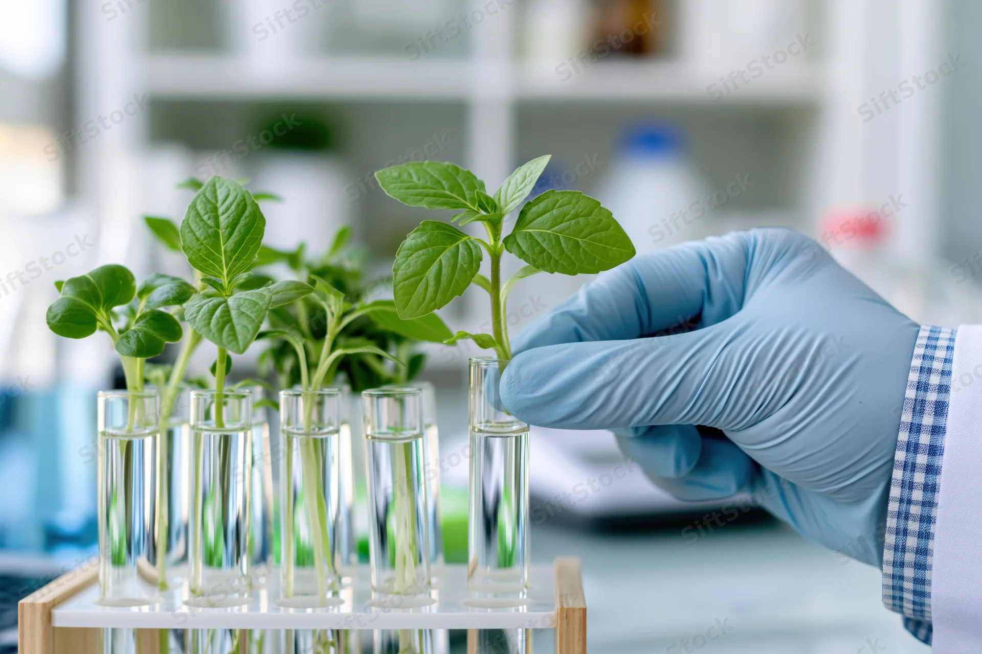 Gloved hand placing a green plant seedling into a test tube in a laboratory rack
