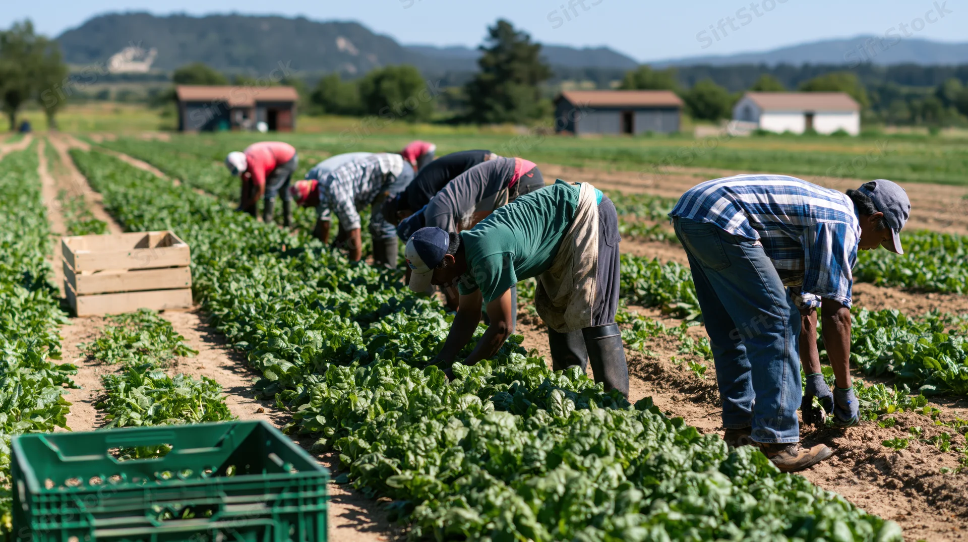 Farmworkers harvesting lettuce in rows on a sunny rural field