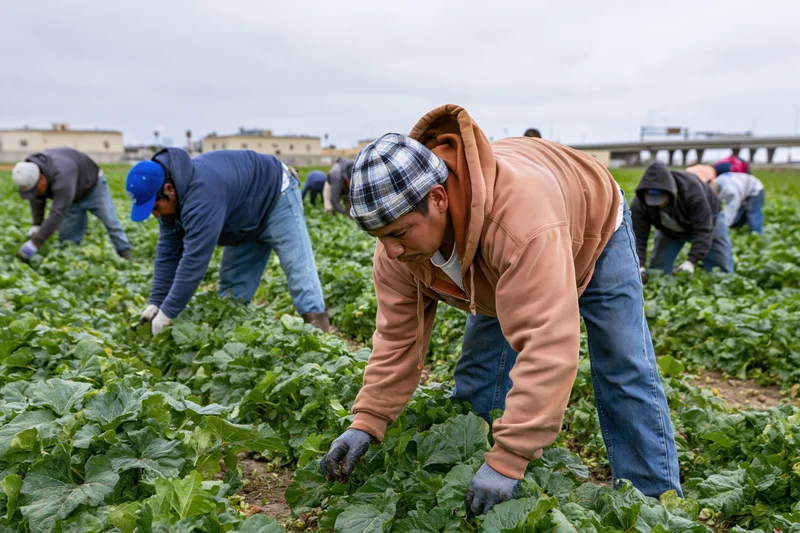 Farmworkers harvesting leafy greens in a field under an overcast sky