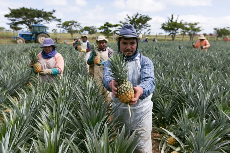 Farmer holding pineapple in a field with other workers harvesting around him