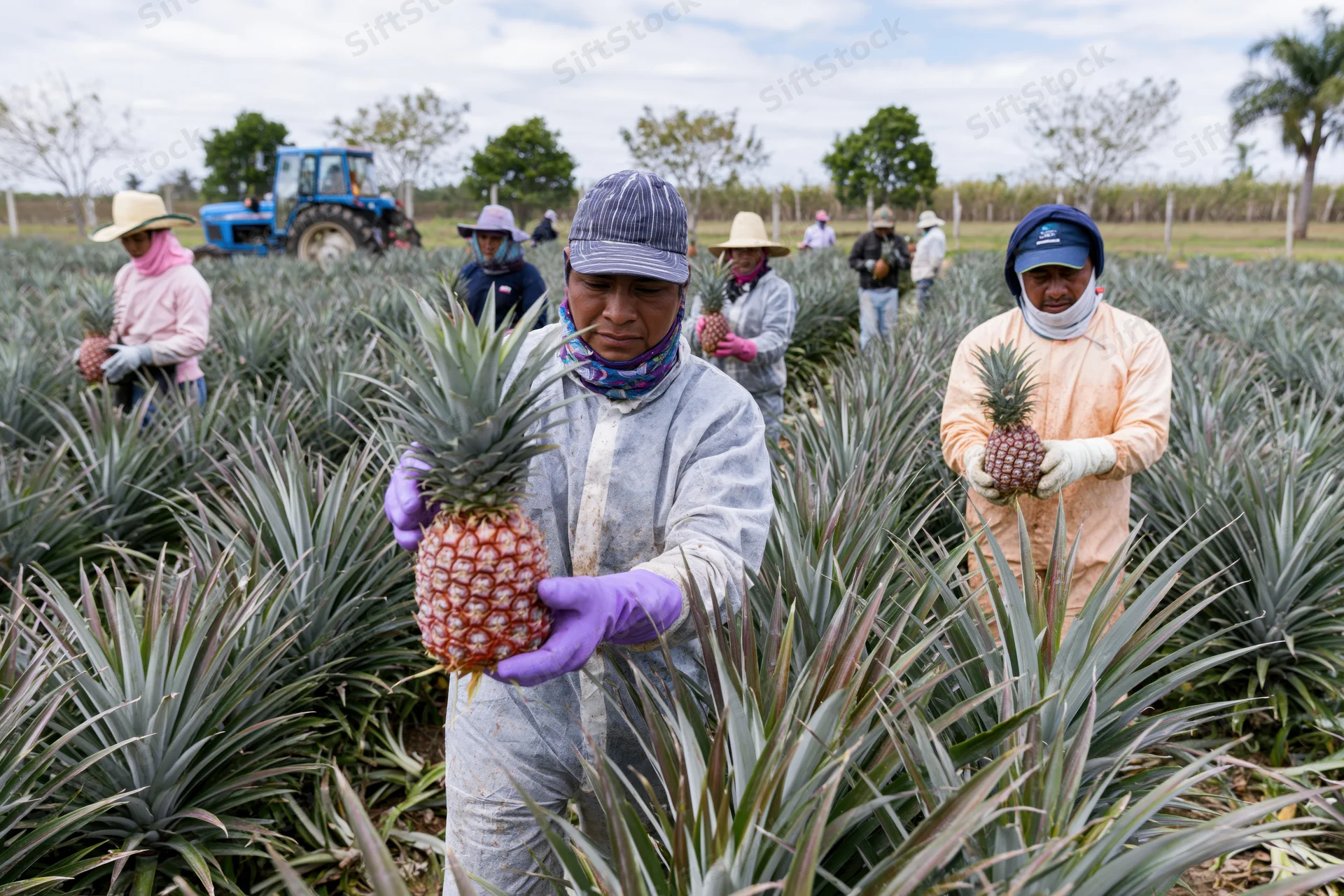 Farmworkers harvesting pineapples in a tropical field