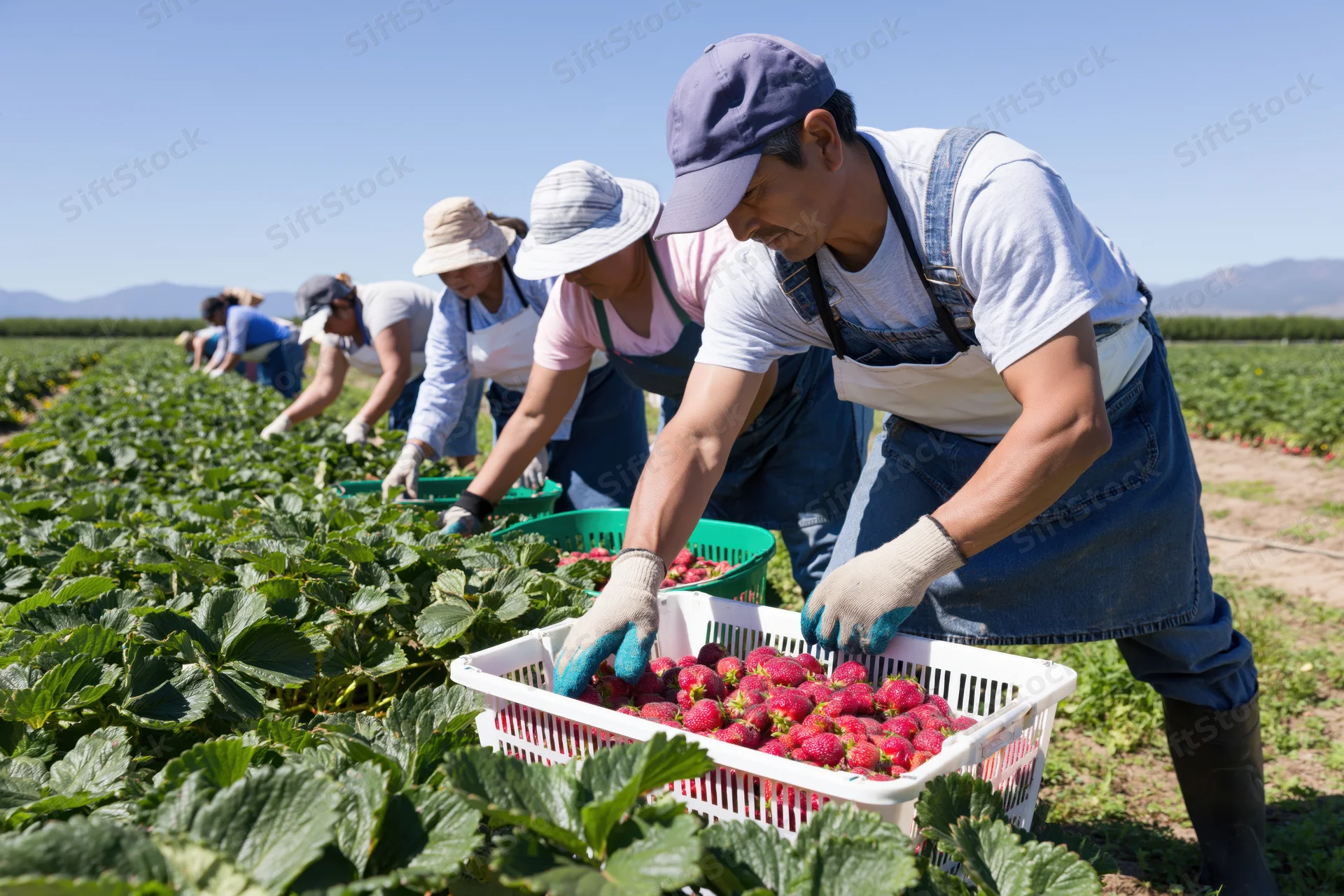 Farmworkers harvesting strawberries in a field on a sunny day