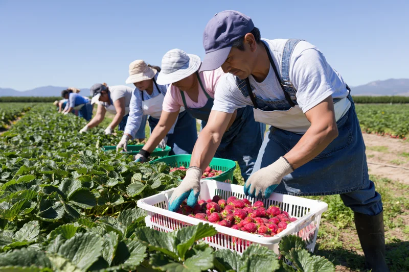 Farmworkers harvesting strawberries in a field on a sunny day