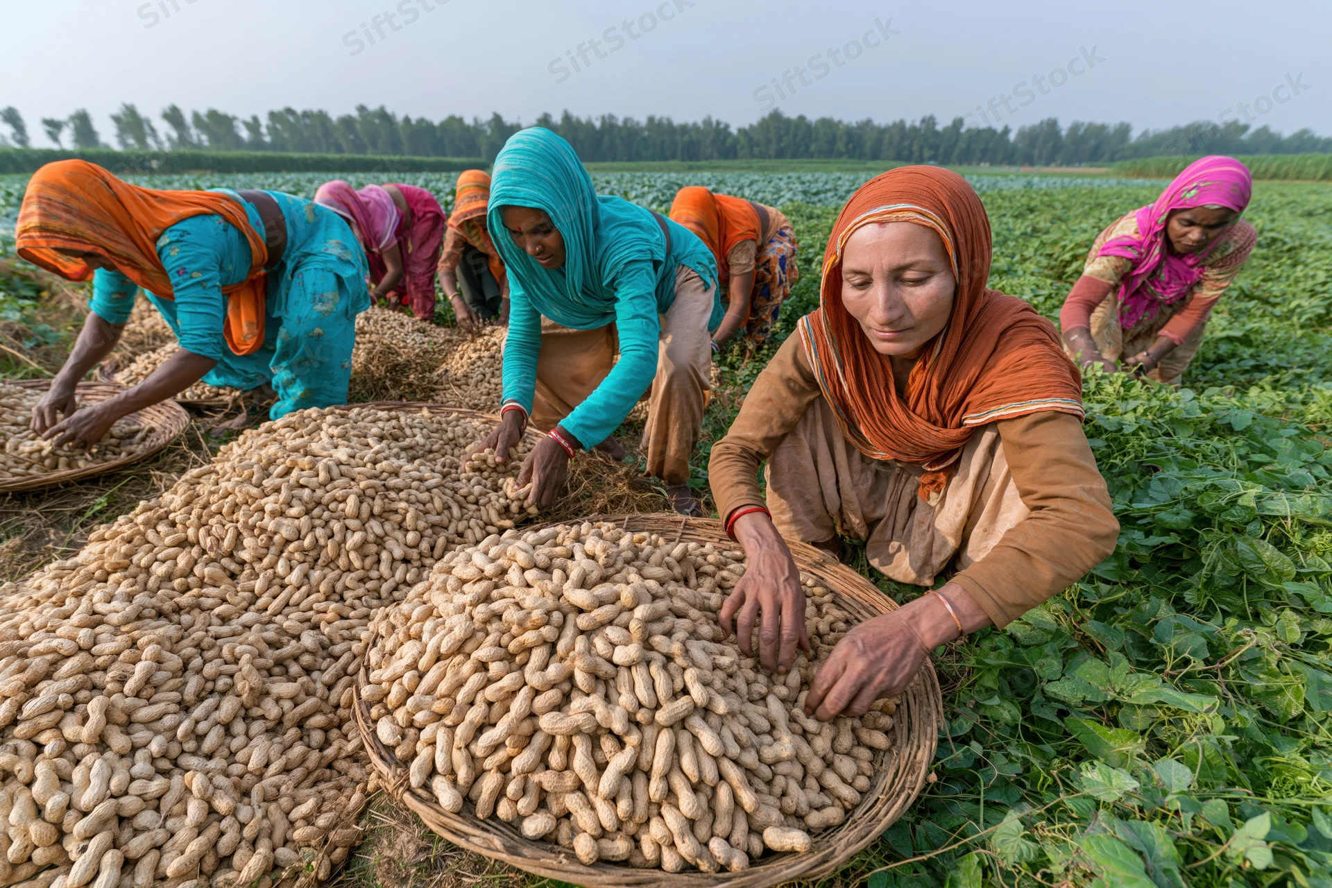 Women farmers harvesting peanuts in a field, sorting them into wicker baskets