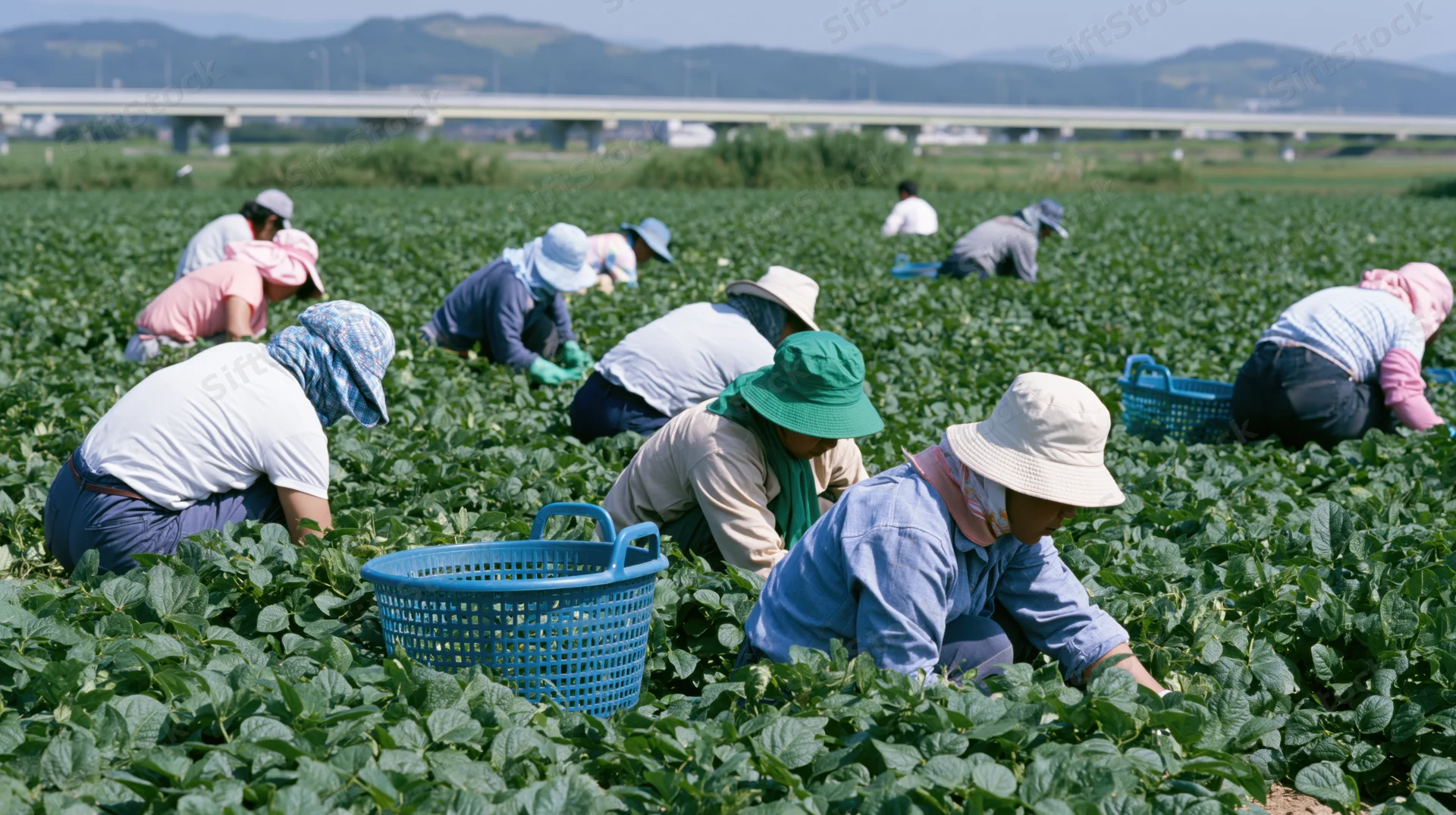 Harvesters crouching in a green field picking vegetables with blue baskets under a bridge