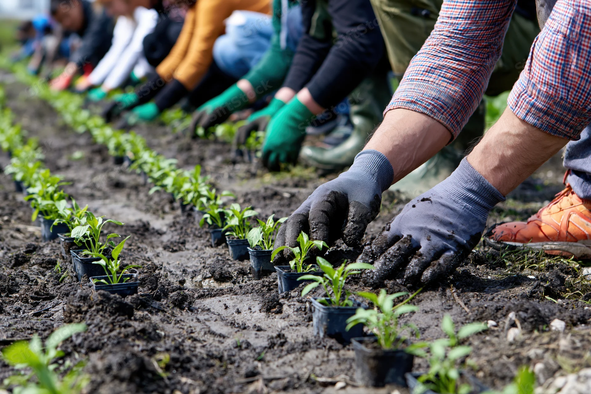 Hands planting seedlings in rows in soil with others working in line behind