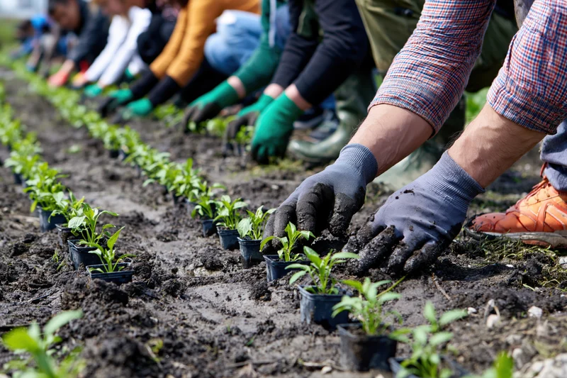 Hands planting seedlings in rows in soil with others working in line behind