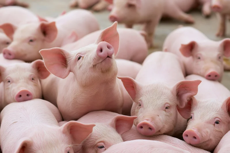 Group of pink piglets huddled together in a farm pen