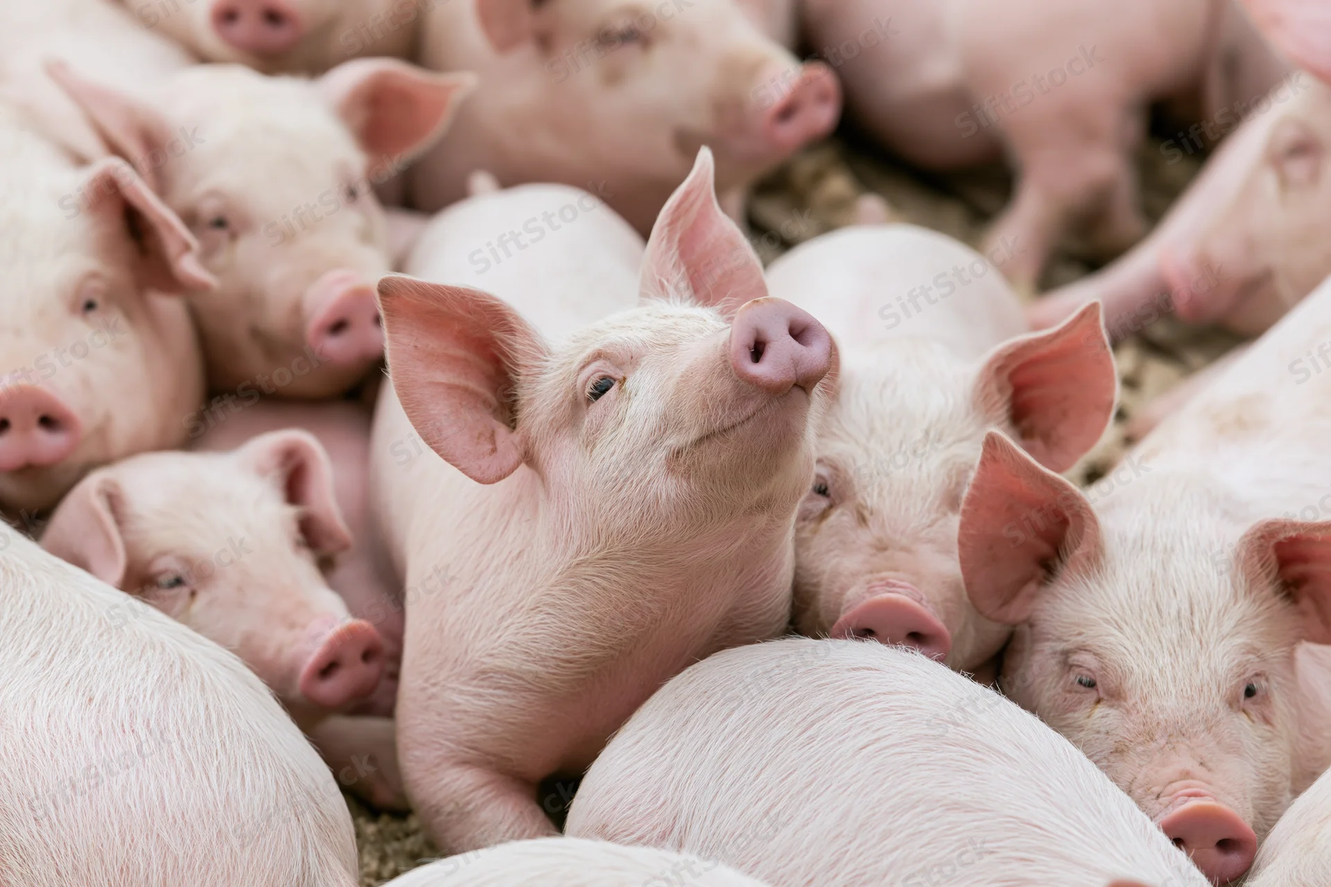 Young pink piglets huddled together in a farm pen