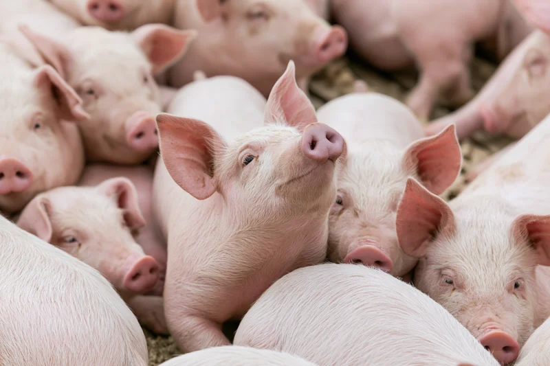 Young pink piglets huddled together in a farm pen