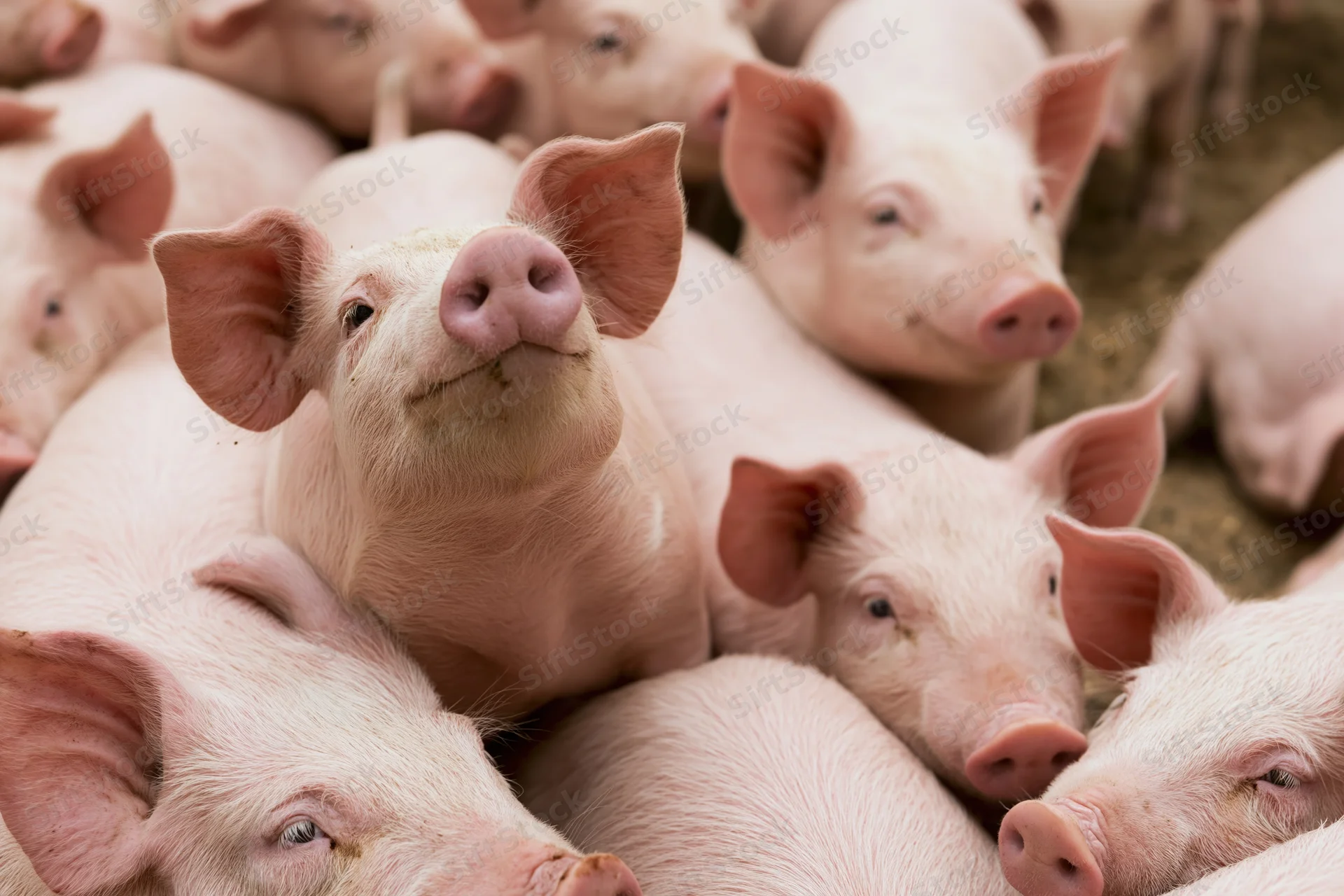 Group of pink domestic pigs huddled together in a farm pen
