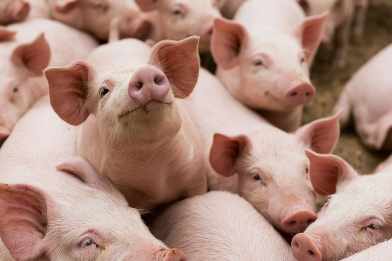 Group of pink domestic pigs huddled together in a farm pen