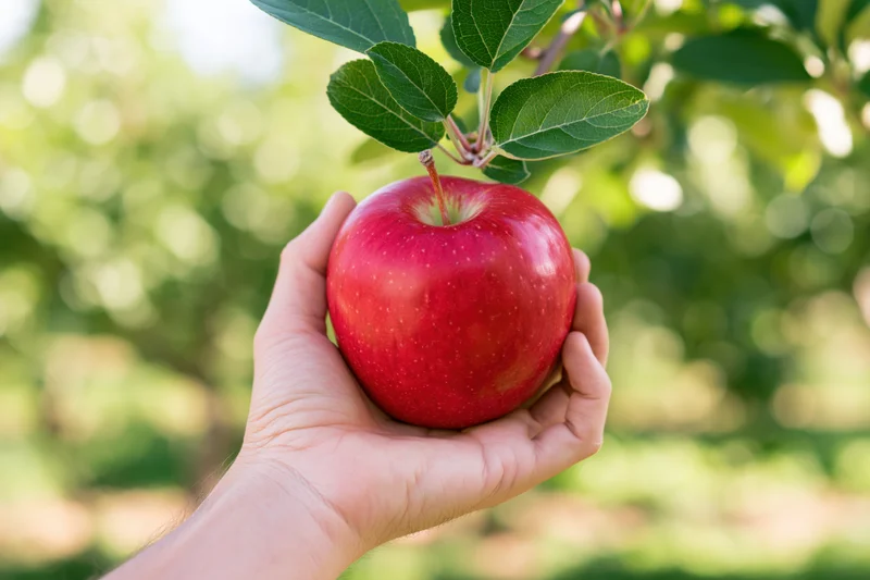 Hand holding a ripe red apple on a tree in an orchard